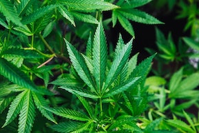 Hanf, Cannabis die vielseitige Pflanze